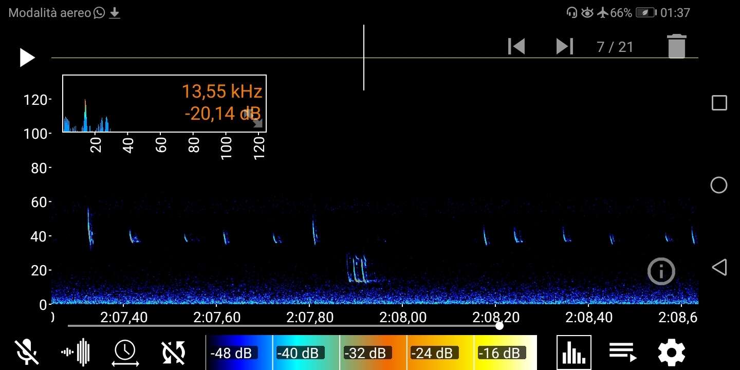 Image of Kuhl's Pipistrelle