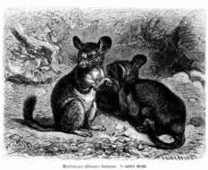 Слика од Chinchilla lanigera Bennett 1829