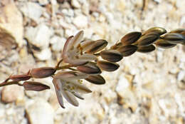 Image of Ornithogalum thunbergii Kunth