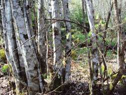 Image of European hornbeam