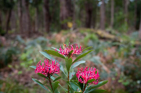 Image of Telopea oreades F. Müll.