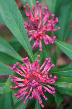 Image of Telopea oreades F. Müll.