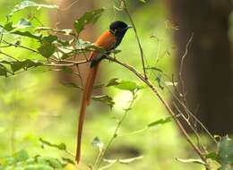 Image of African Paradise Flycatcher