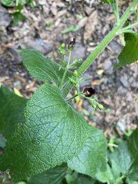 Image of Scrophularia smithii Hornem.