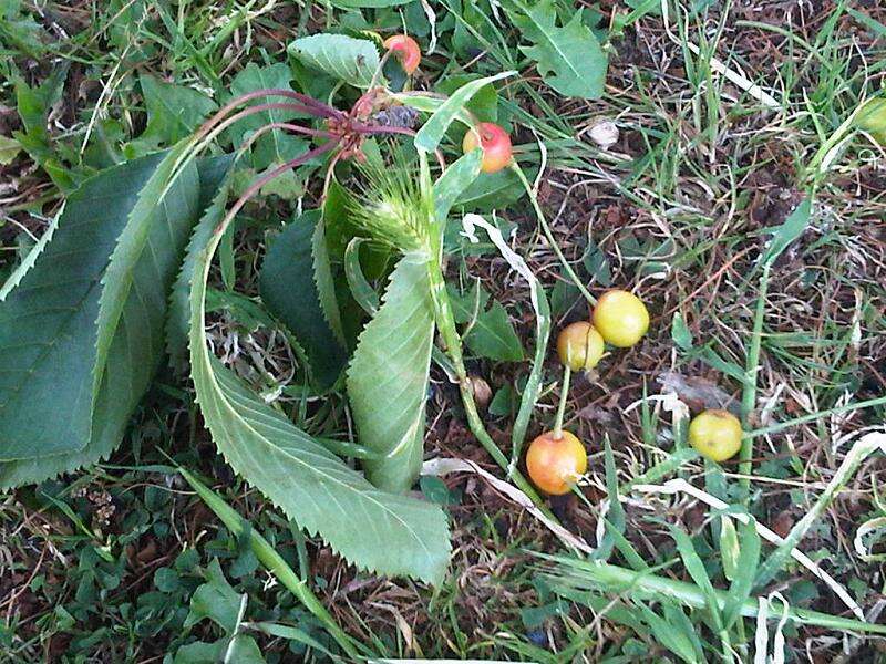 Image of gean, wild cherry