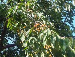 Image of gean, wild cherry