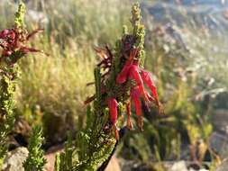 Image of <i>Erica monadelphia</i>