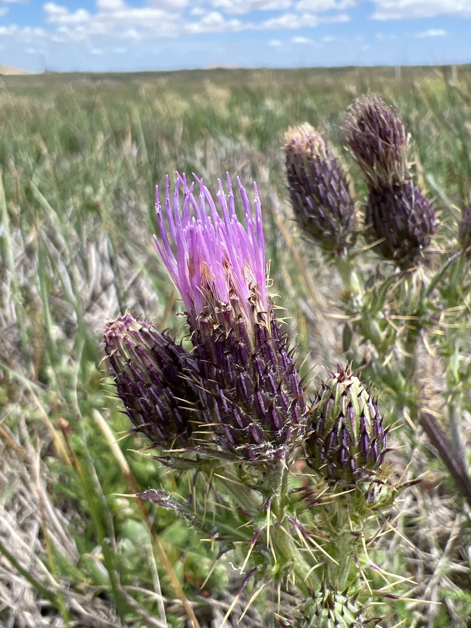 Image of Suisun thistle