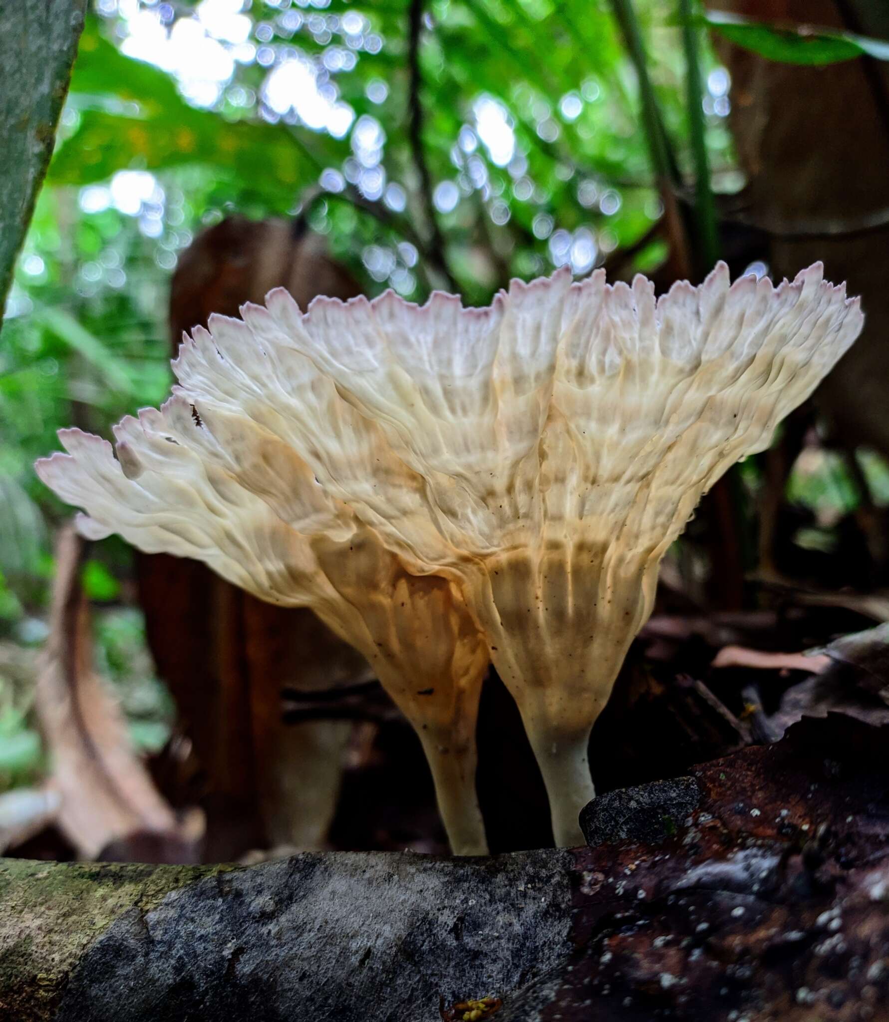 Image of Cymatoderma caperatum (Berk. & Mont.) D. A. Reid 1956