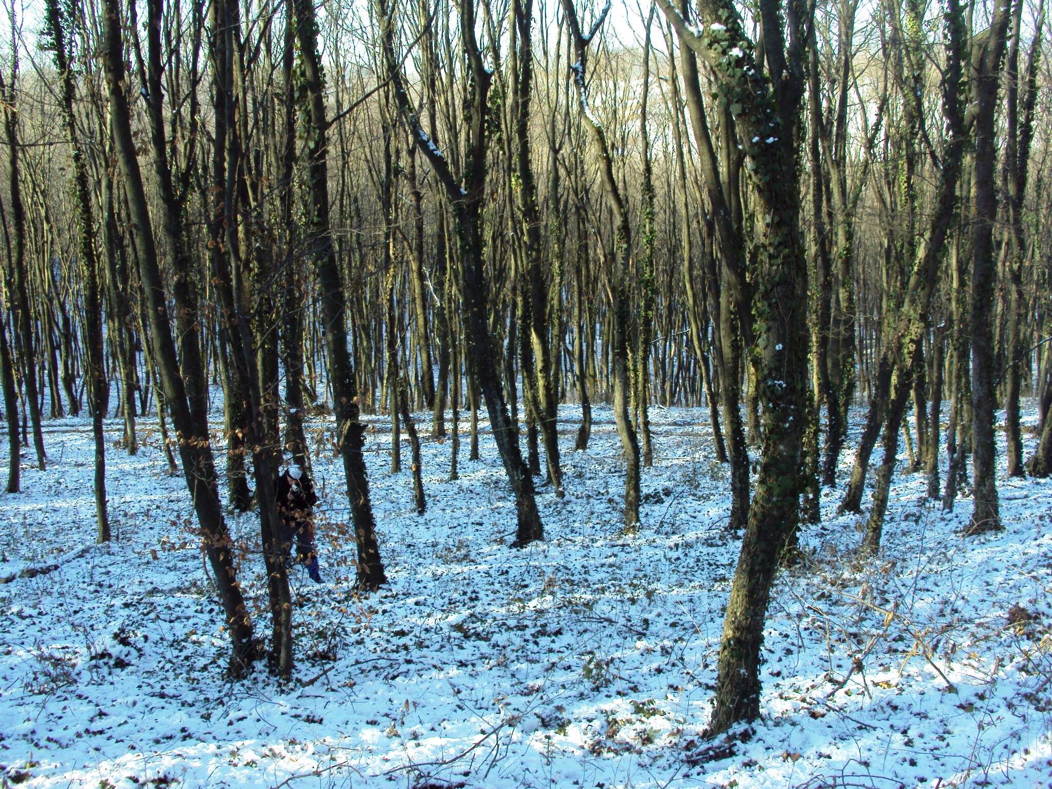 Image of European hornbeam