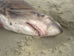 Image of Bigeye Thresher Shark