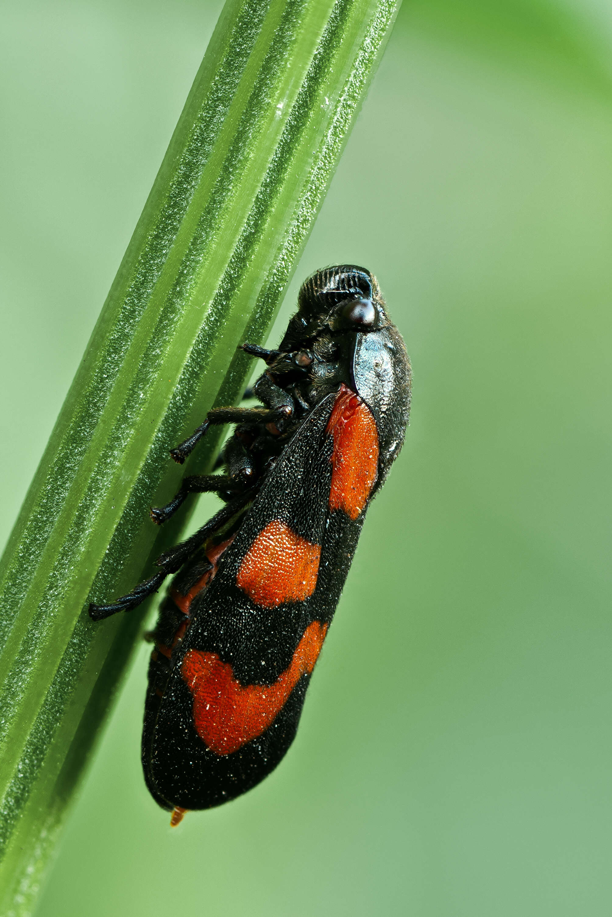 Image of Red-and-black Froghopper