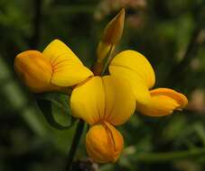 Imagem de Lotus corniculatus L.