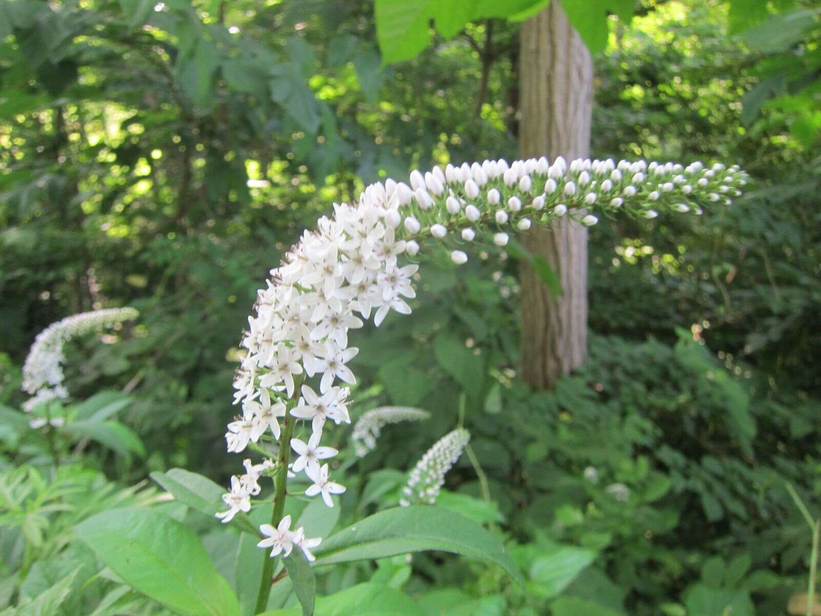 صورة Lysimachia clethroides Duby