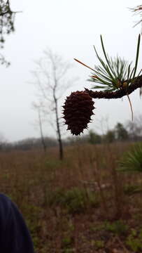 Image of Hickory Pine