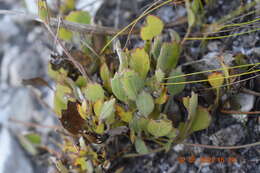 Image of Centella difformis (Eckl. & Zeyh.) Adamson