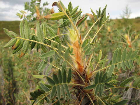 Plancia ëd Caragana jubata (Pall.) Poir.