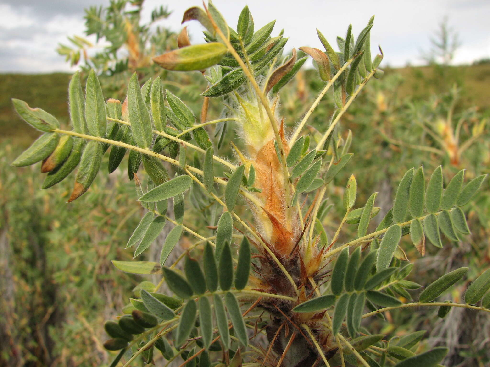 Imagem de Caragana jubata (Pall.) Poir.