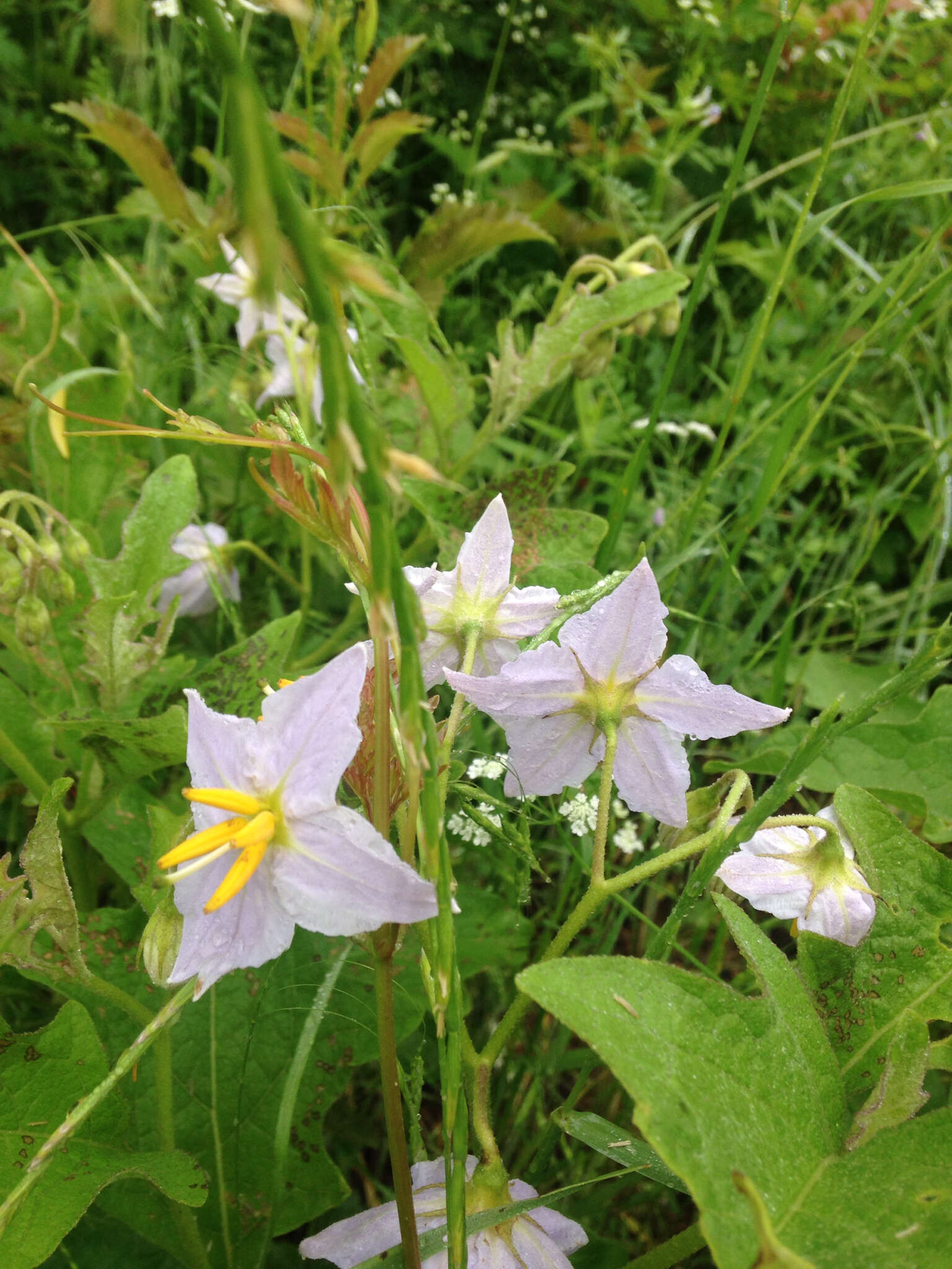 Imagem de Solanum dimidiatum Rafin.