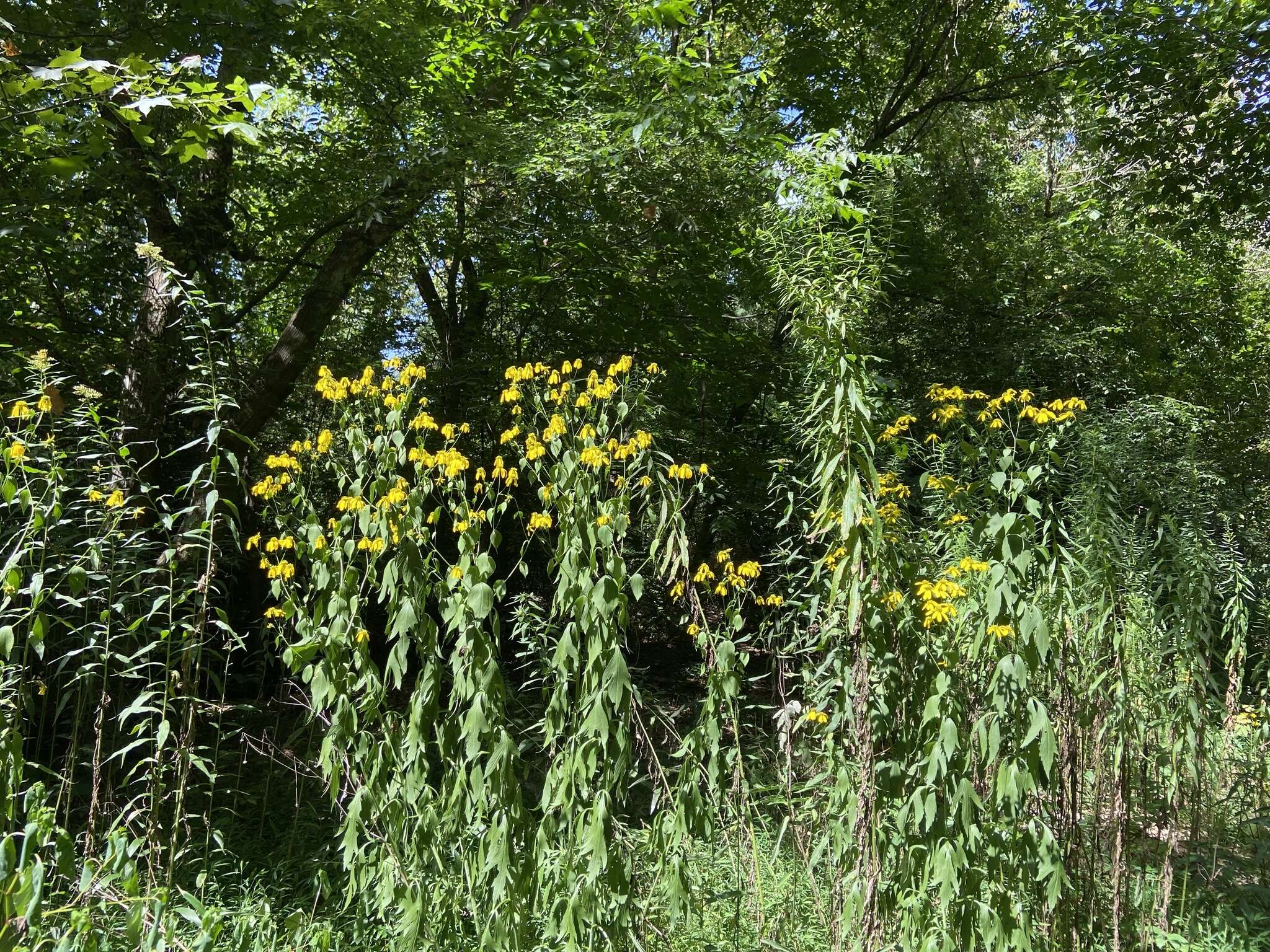 Image of <i>Rudbeckia <i>laciniata</i></i> var. laciniata