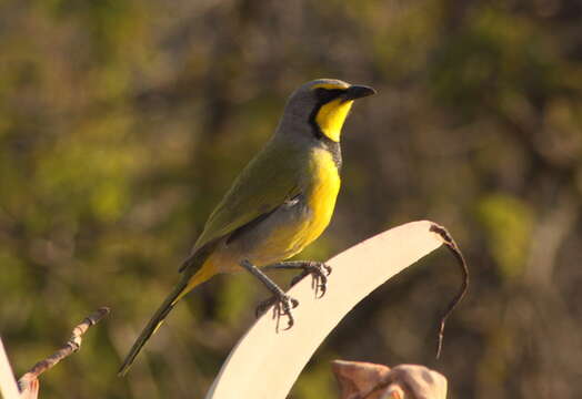 Image of Bokmakierie Bush-shrike