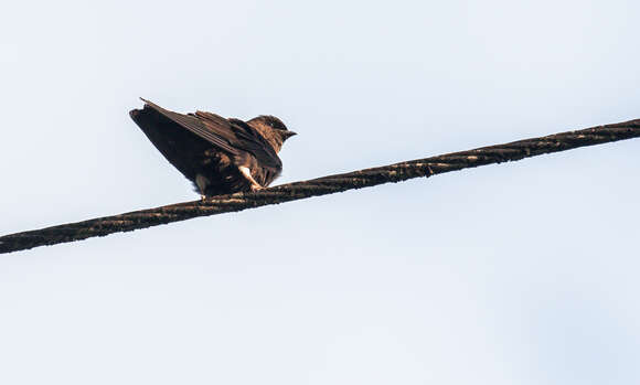 Image of White-thighed Swallow