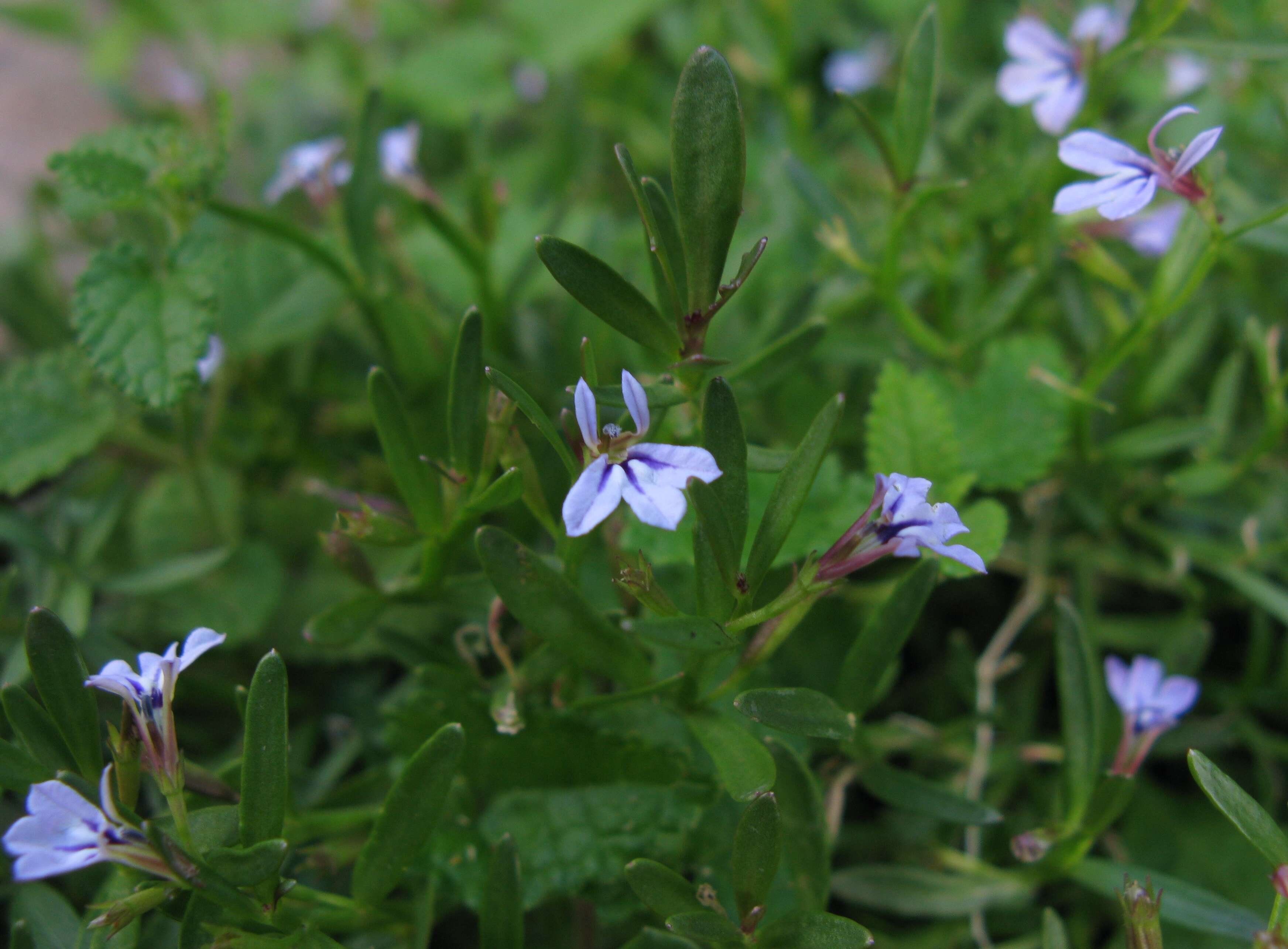 Image de Lobelia anceps L. fil.