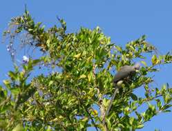 Image of White-backed Mousebird