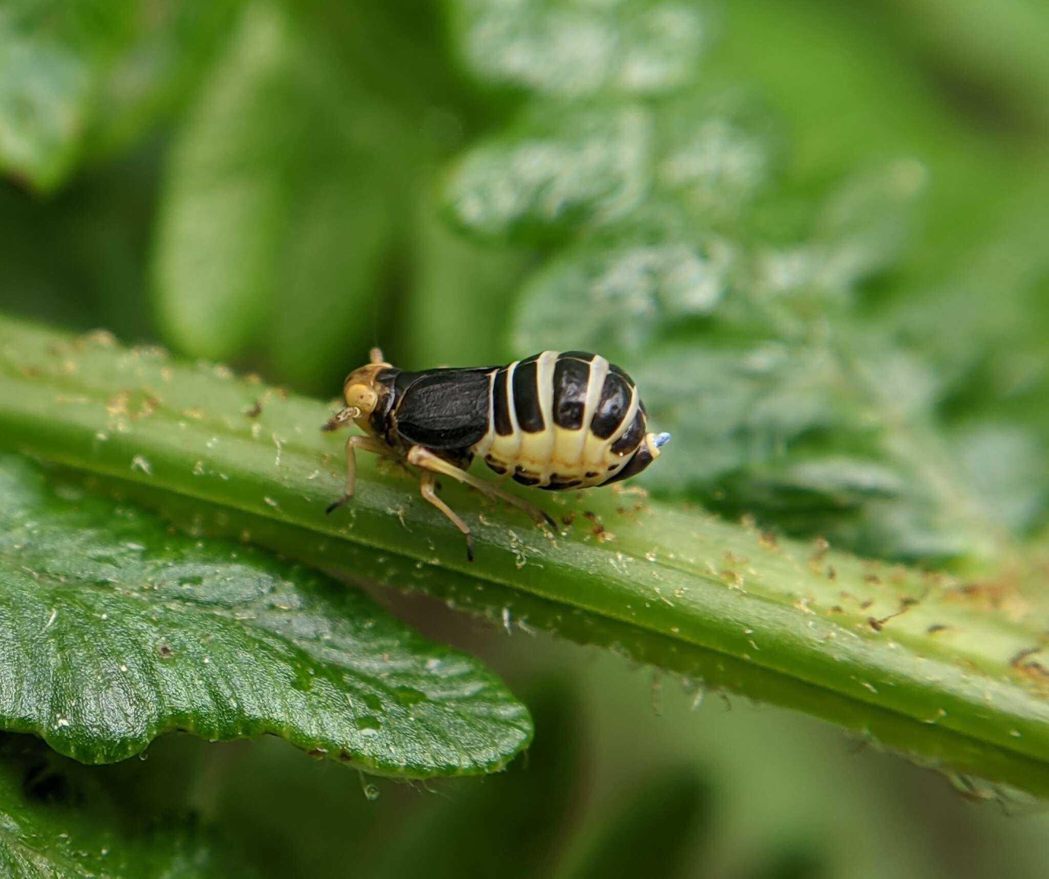 Ditropis resmi