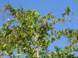 Image of White-backed Mousebird