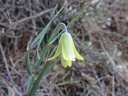 Image of Fritillaria mughlae Teksen & Aytaç