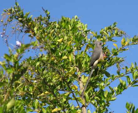 Image of White-backed Mousebird