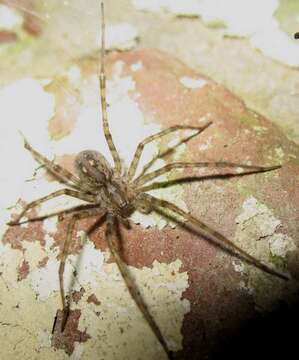 Image of cardinal spider