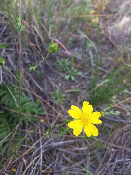 Image de Potentilla crinita A. Gray