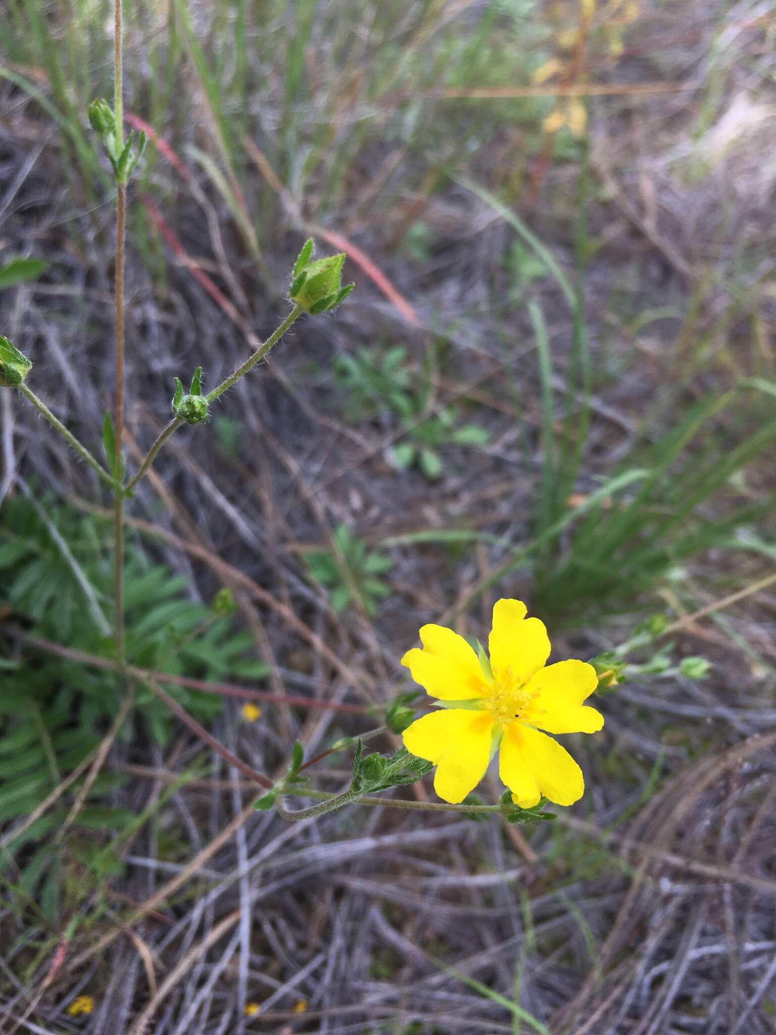 Image of bearded cinquefoil