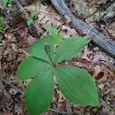 Image of Large Whorled Pogonia