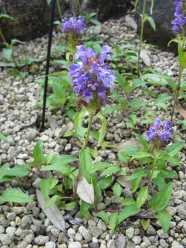 Image of common selfheal