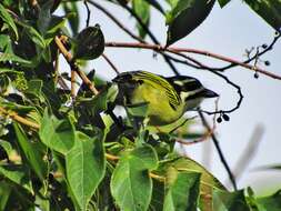 صورة Pogoniulus bilineatus bilineatus (Sundevall 1850)