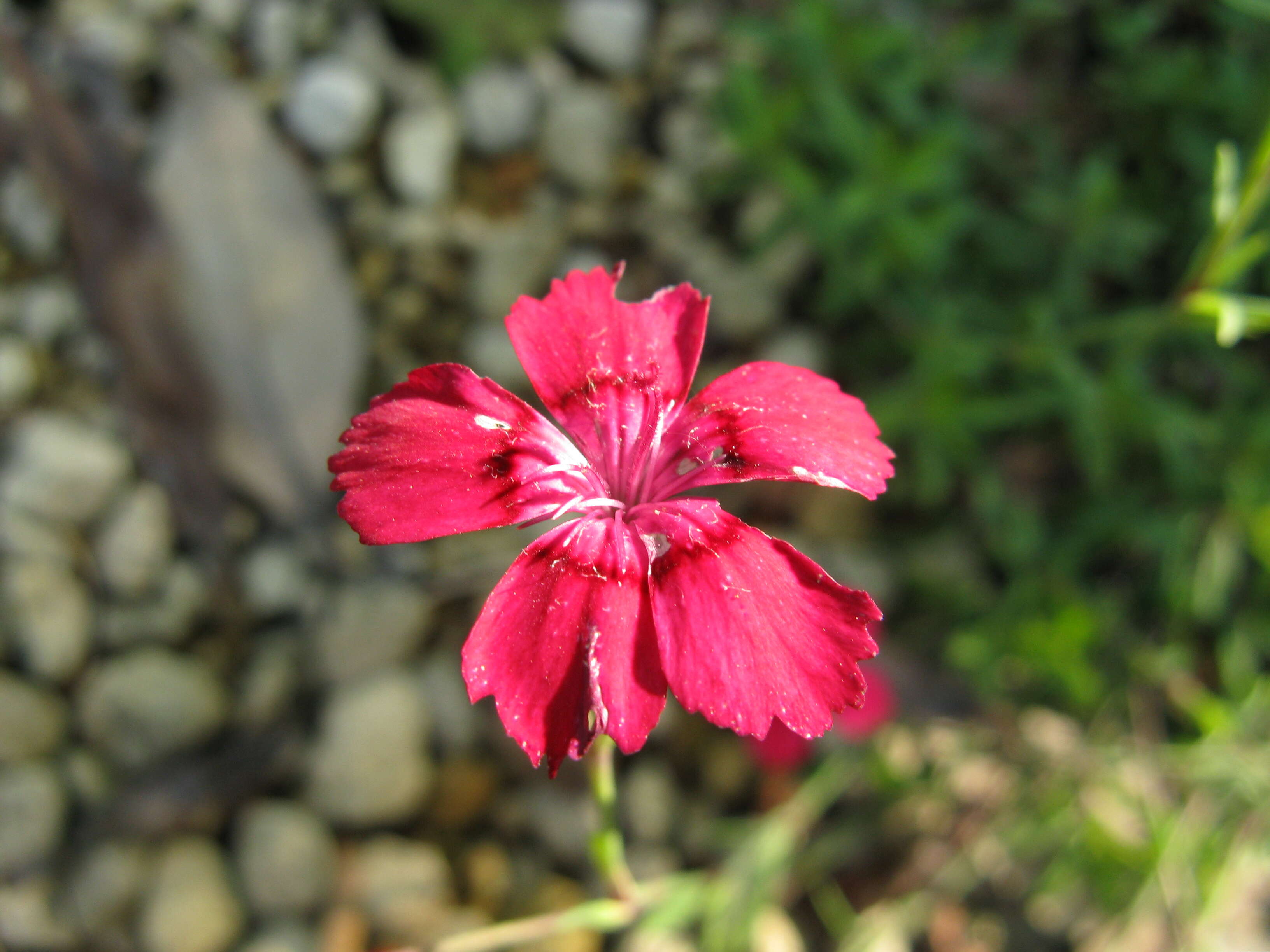 Image of maiden pink