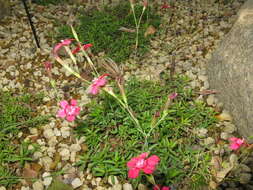 Image of maiden pink