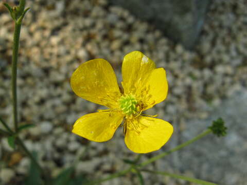 Image of common buttercup