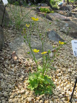 Image of common buttercup