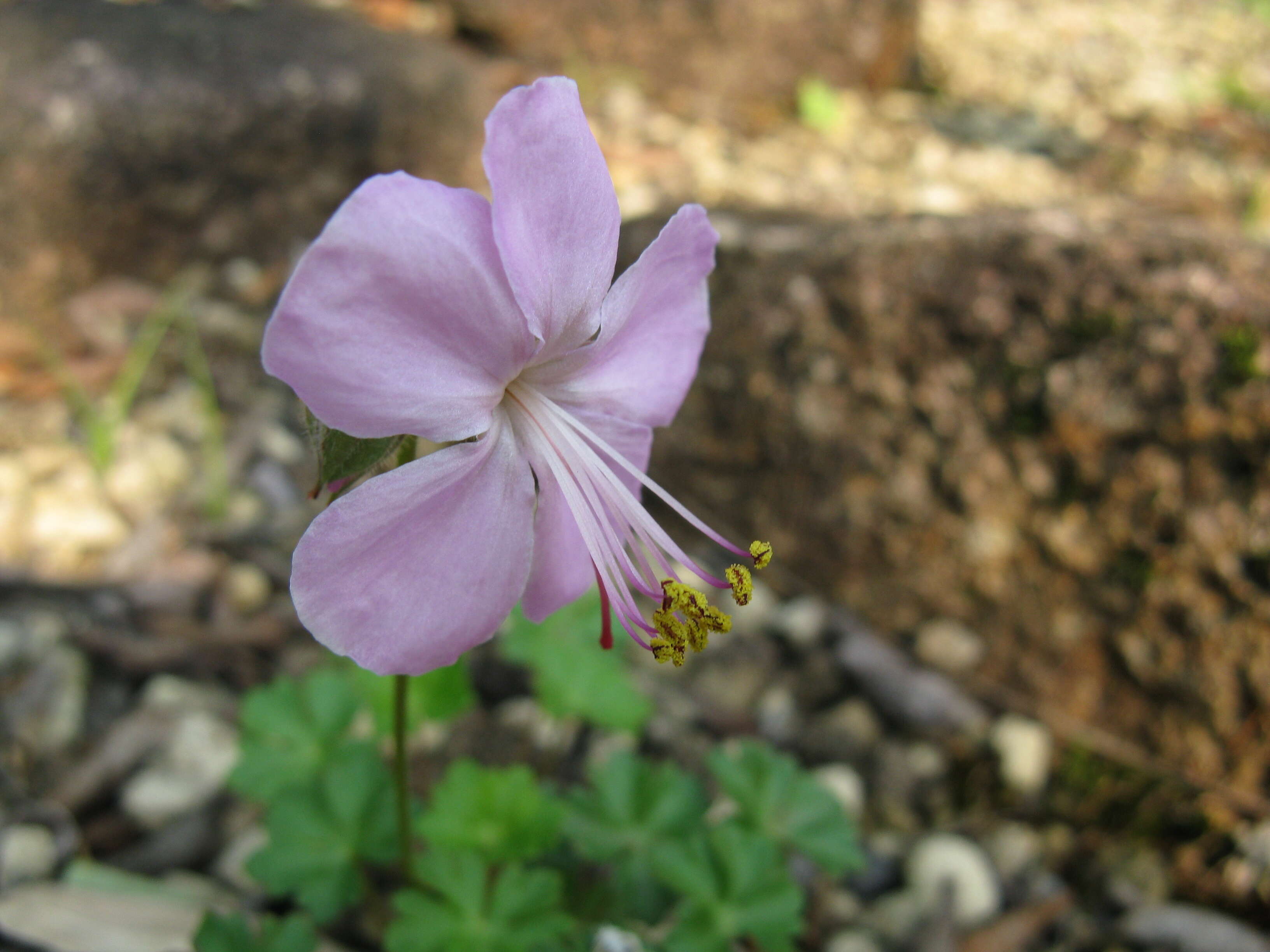 Image of Dalmatian Cranesbill