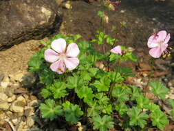 Image of Dalmatian Cranesbill