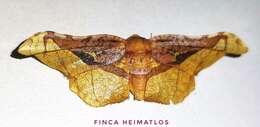 Image of Belonoptera selenioides Pagenstecher 1892