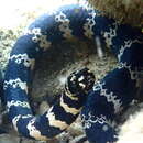 Image of Egg-eating Sea Snake