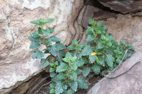 Image of Teucrium flavum subsp. glaucum (Jord. & Fourr.) Ronniger