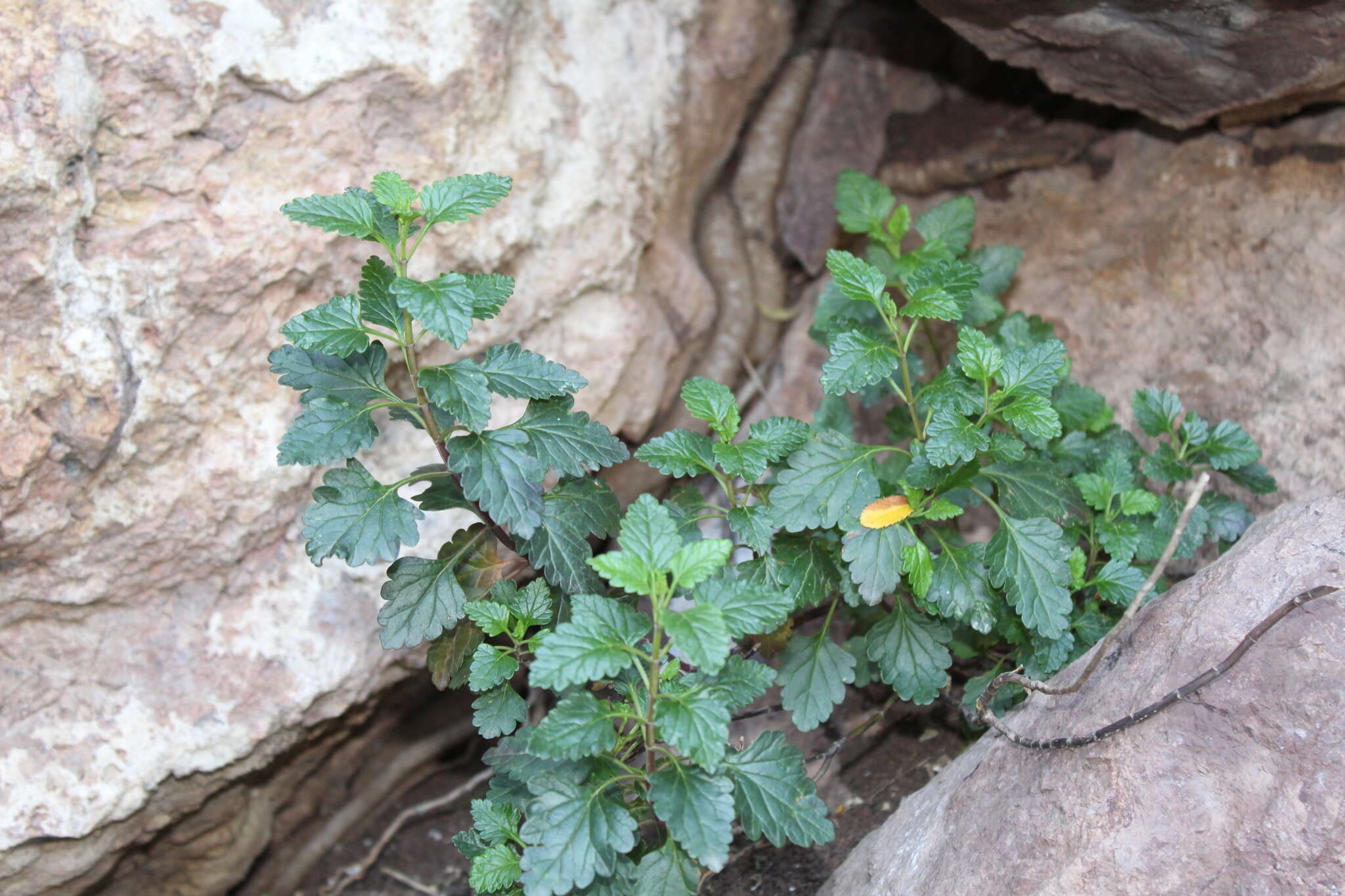 Sivun Teucrium flavum subsp. glaucum (Jord. & Fourr.) Ronniger kuva