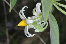 Image de Solanum stuckertii Bitter