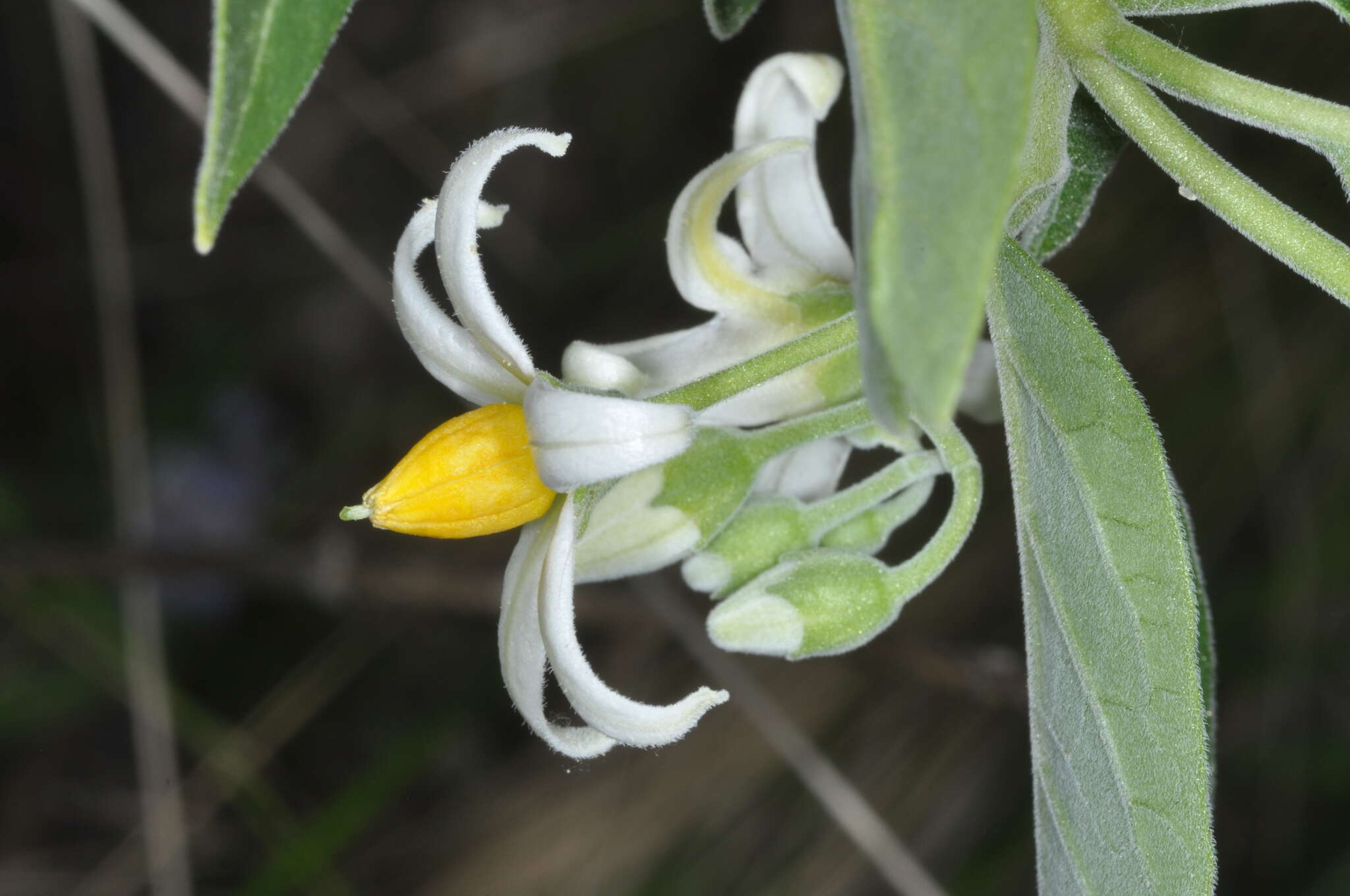 Image de Solanum stuckertii Bitter